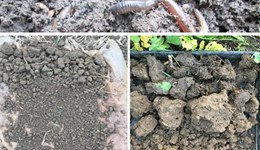 Soil structure assessments masterclass